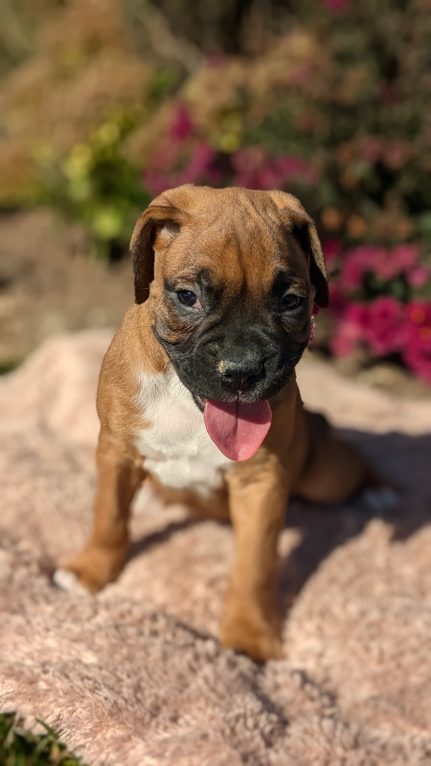 BOXER (09/08) MALE