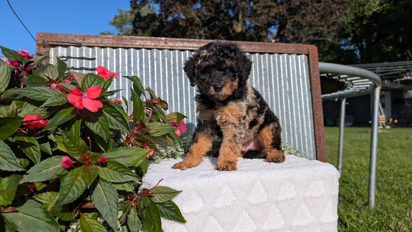 TOY POODLE (07/06) MALE