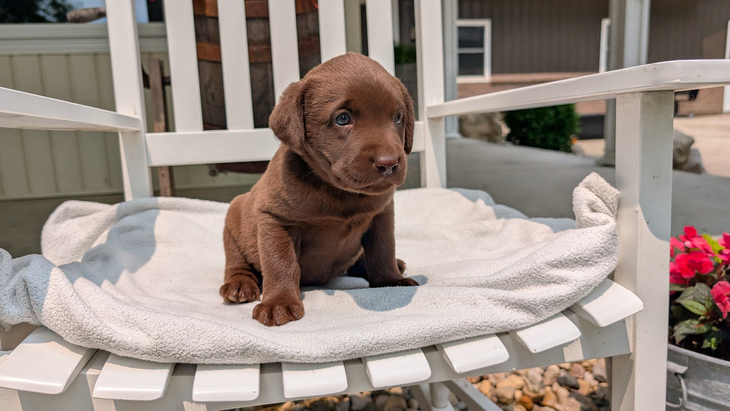 LABRADOR RETRIEVER (05/03) FEMALE
