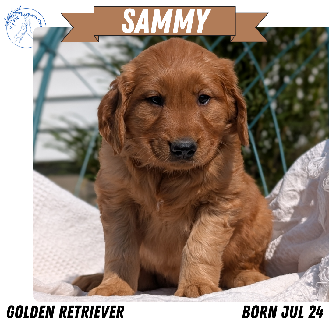 GOLDEN RETRIEVER (07/24) MALE