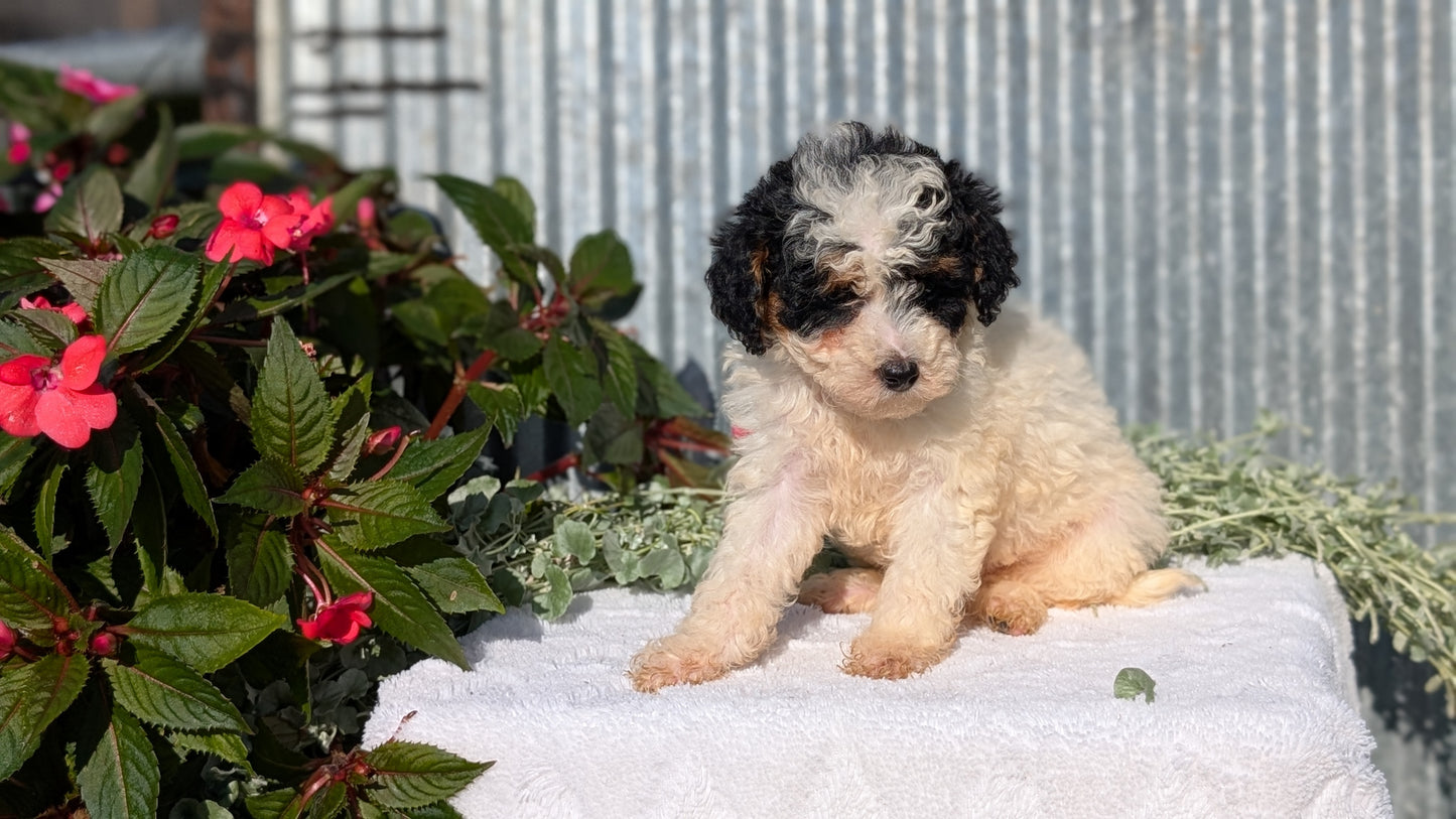 TOY POODLE (07/06) FEMALE