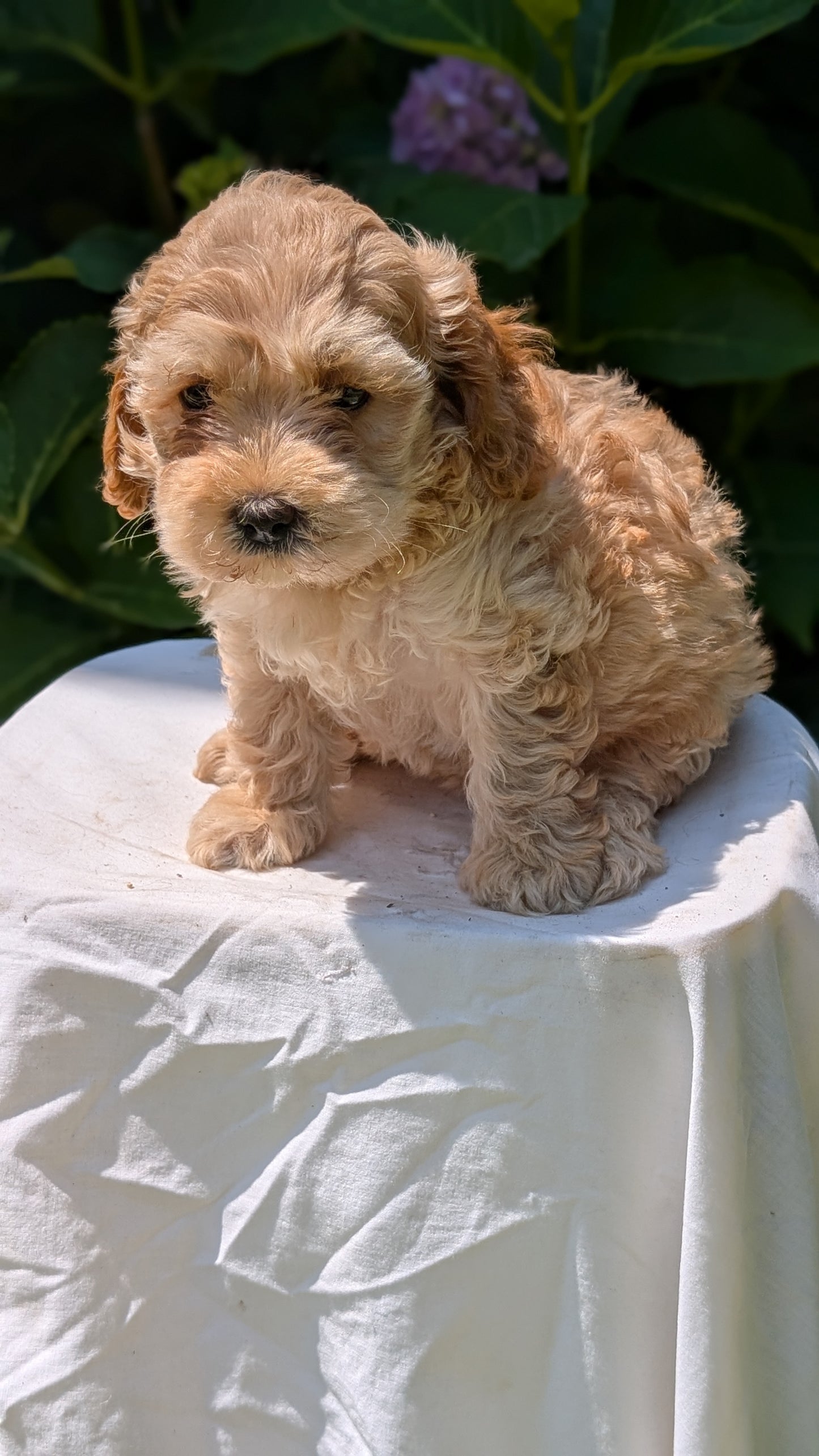 CAVAPOO (05/23) FEMALE