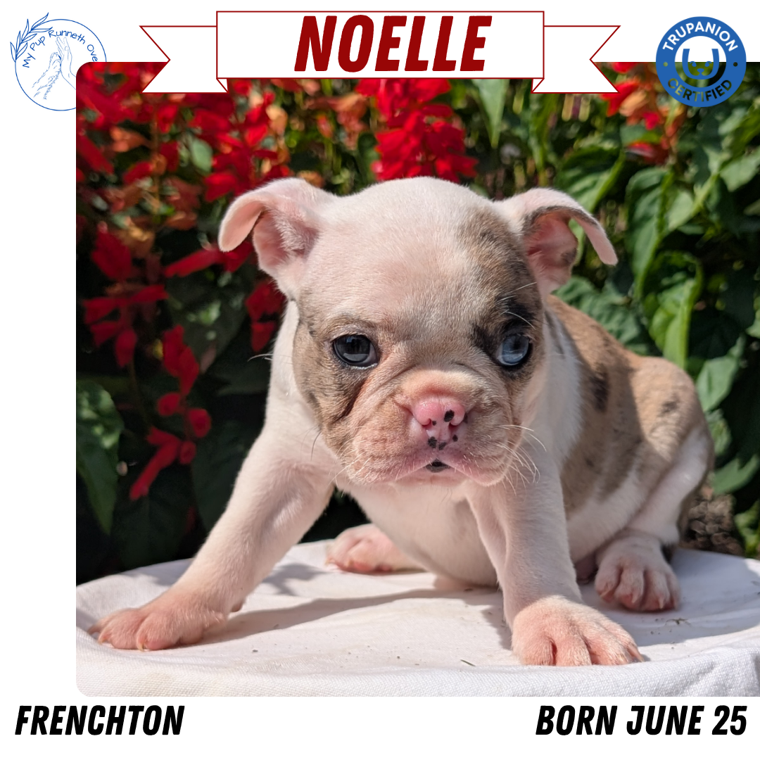 FRENCHTON (06/25) FEMALE