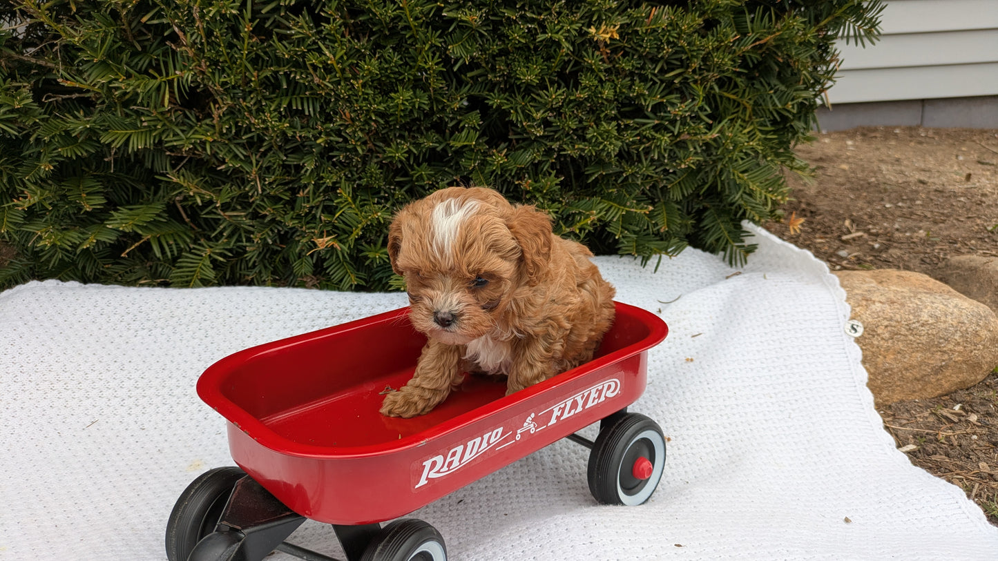 TOY CAVAPOO (02/26) MALE