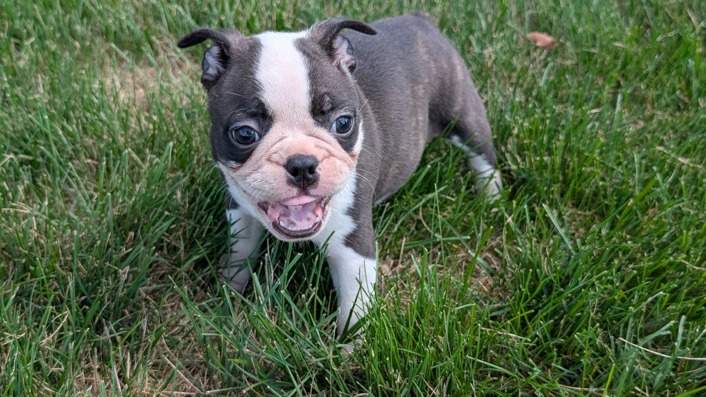 FRENCHTON (06/25) MALE