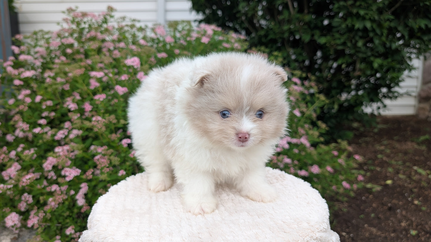 POMERANIAN (04/22) MALE