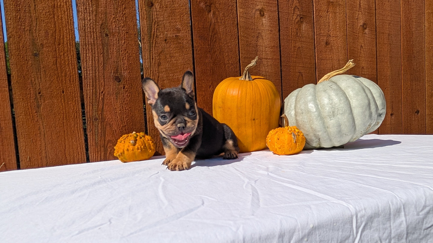 FRENCH BULLDOG (08/12) MALE