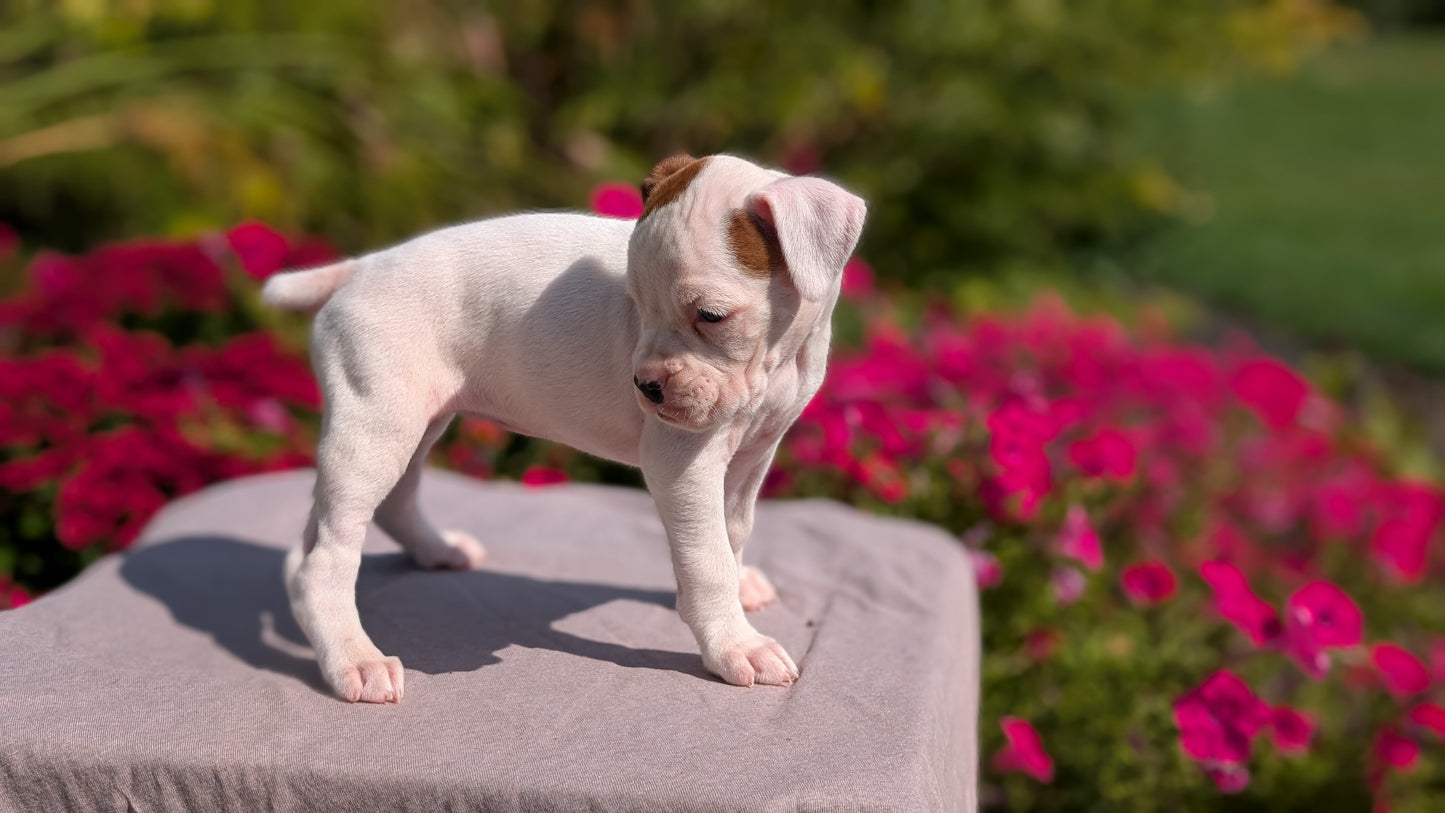 BOXER (08/20) FEMALE
