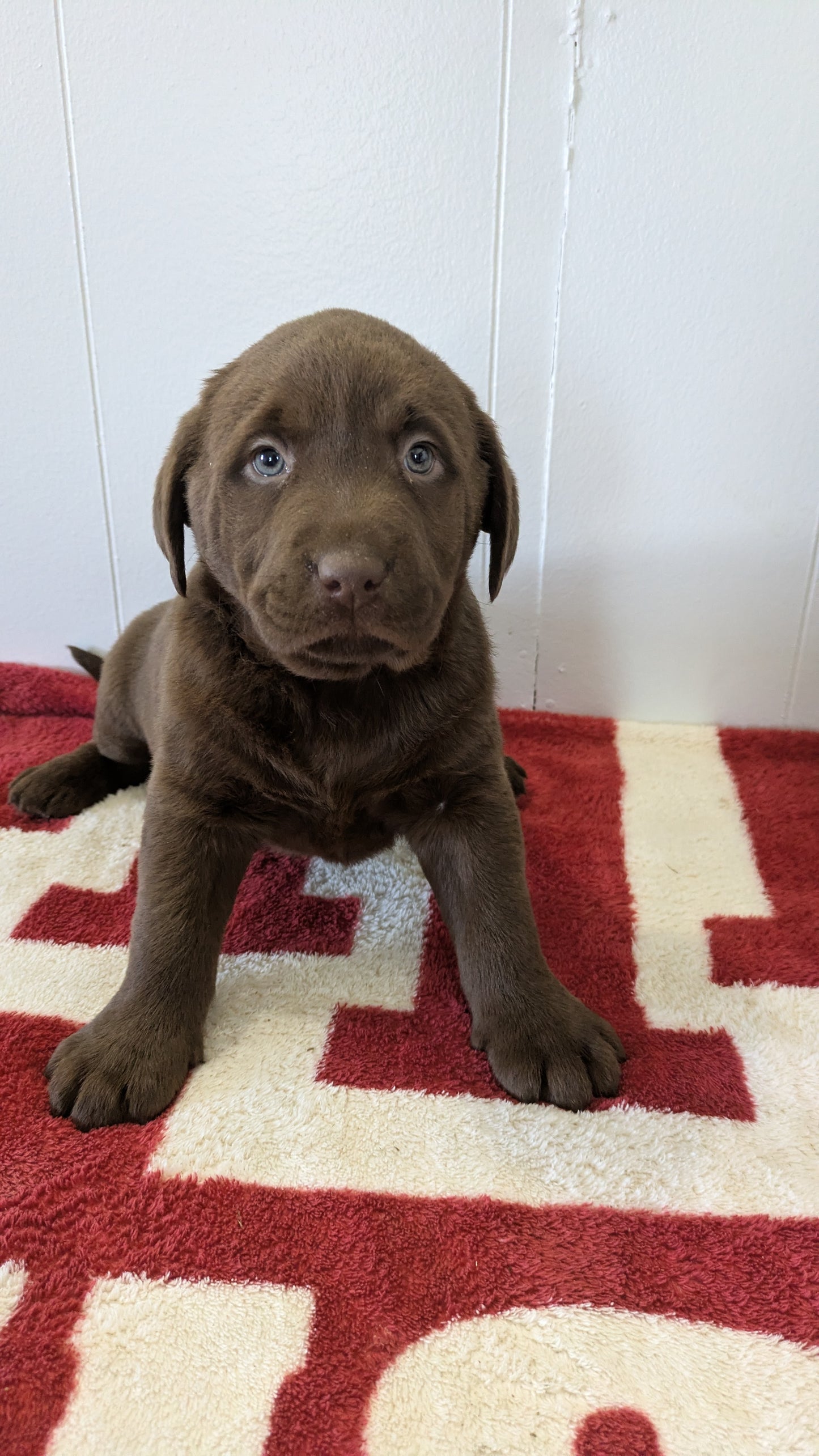 LABRADOR RETRIEVER (11/03) FEMALE