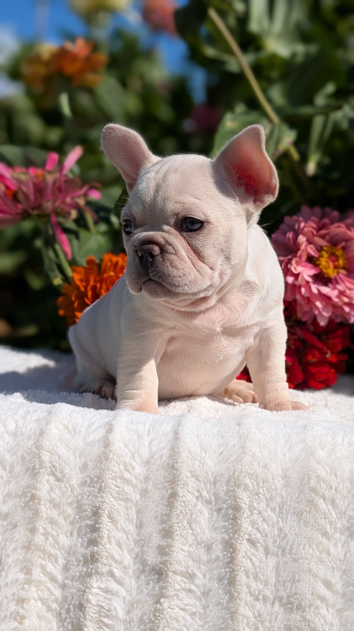 FRENCH BULLDOG (07/08) FEMALE