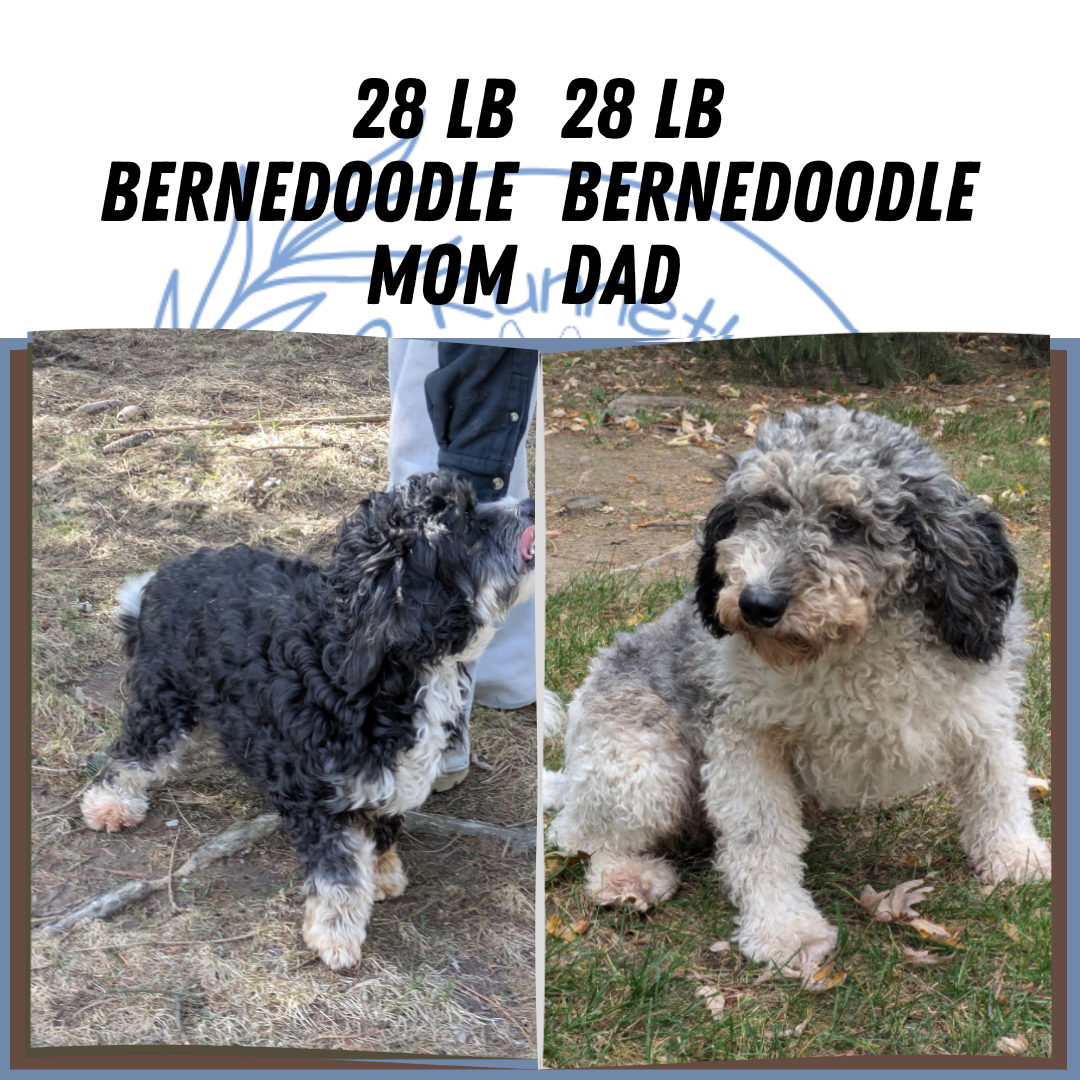 MINI BERNEDOODLE (08/06) FEMALE
