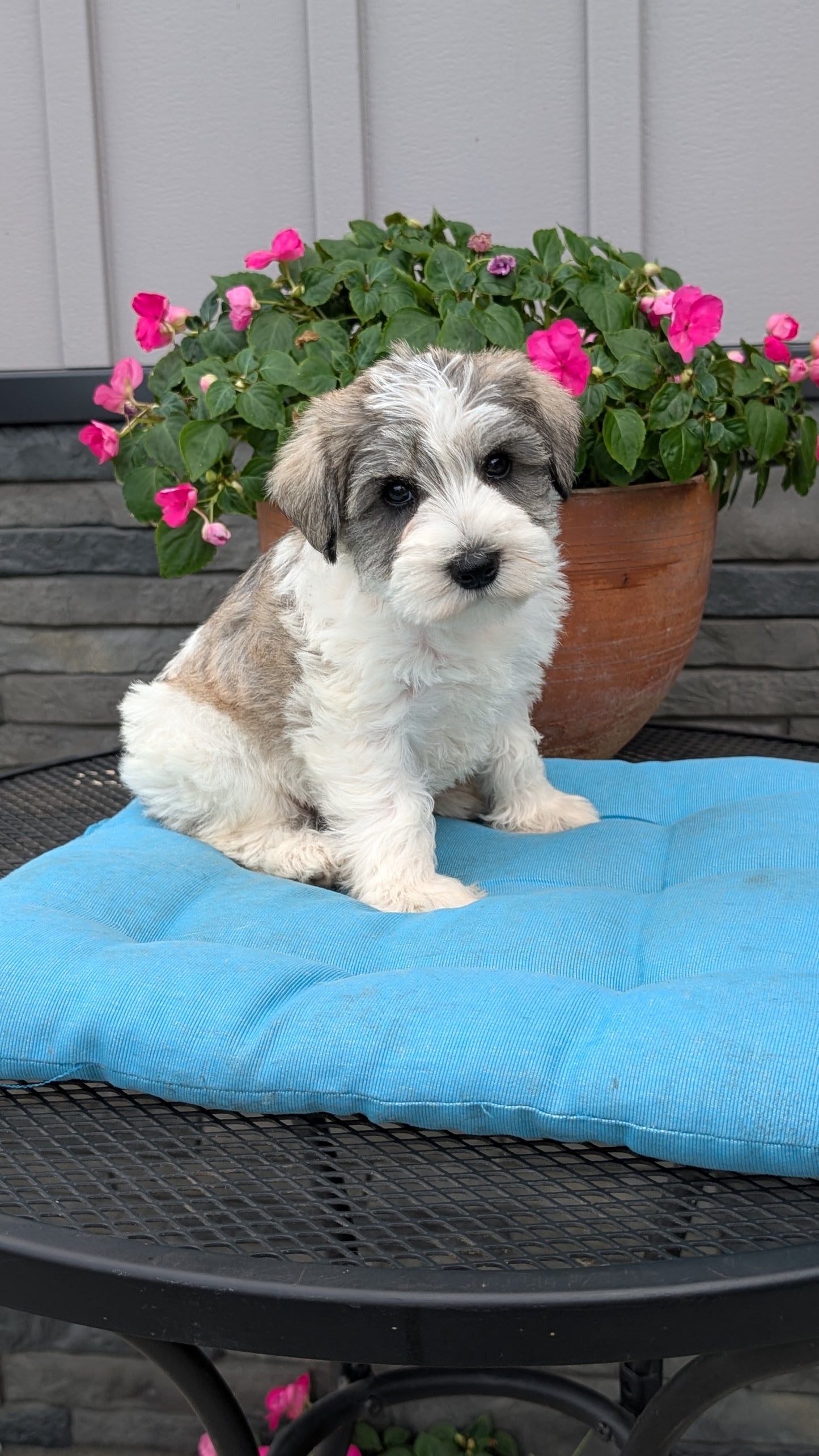 MINI SCHNAUZER (07/10) MALE