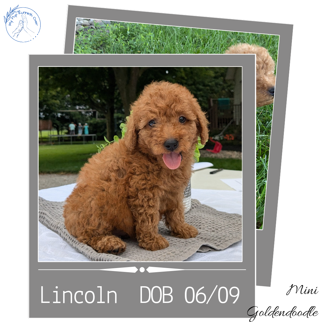MINI GOLDENDOODLE (06/09) MALE