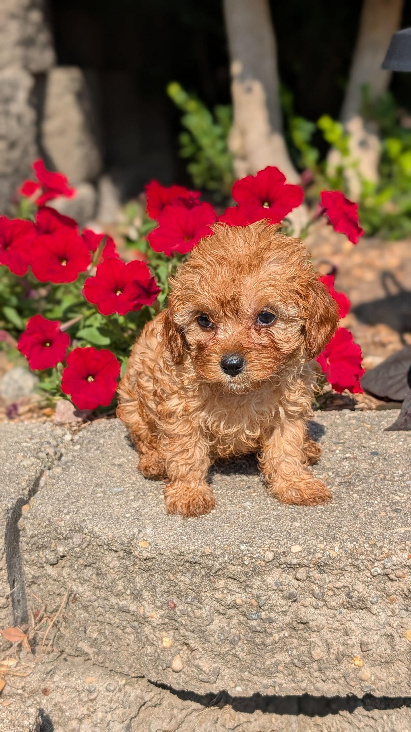CAVAPOO (05/29) FEMALE