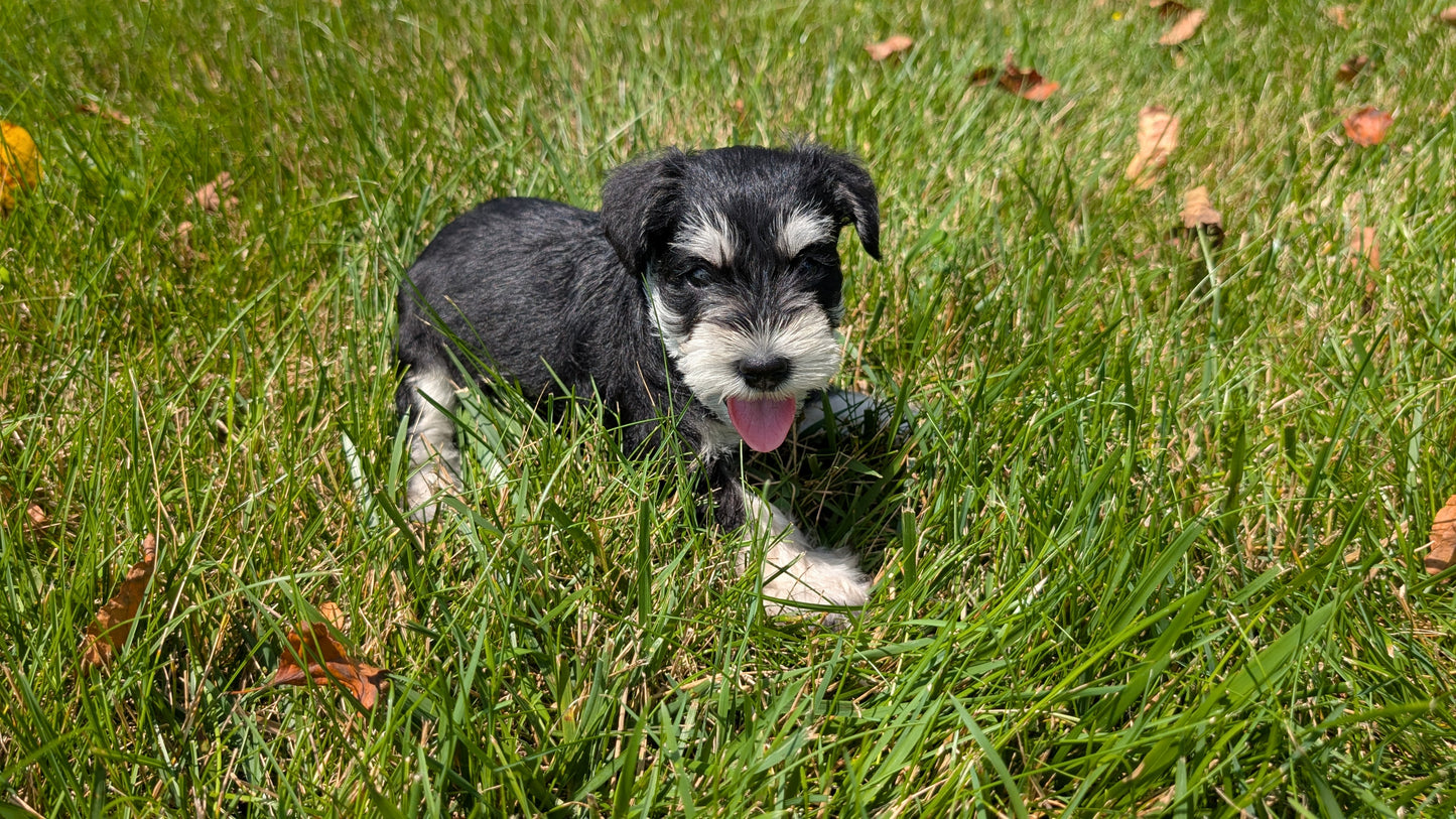 MINI SCHNAUZER (05/29) FEMALE