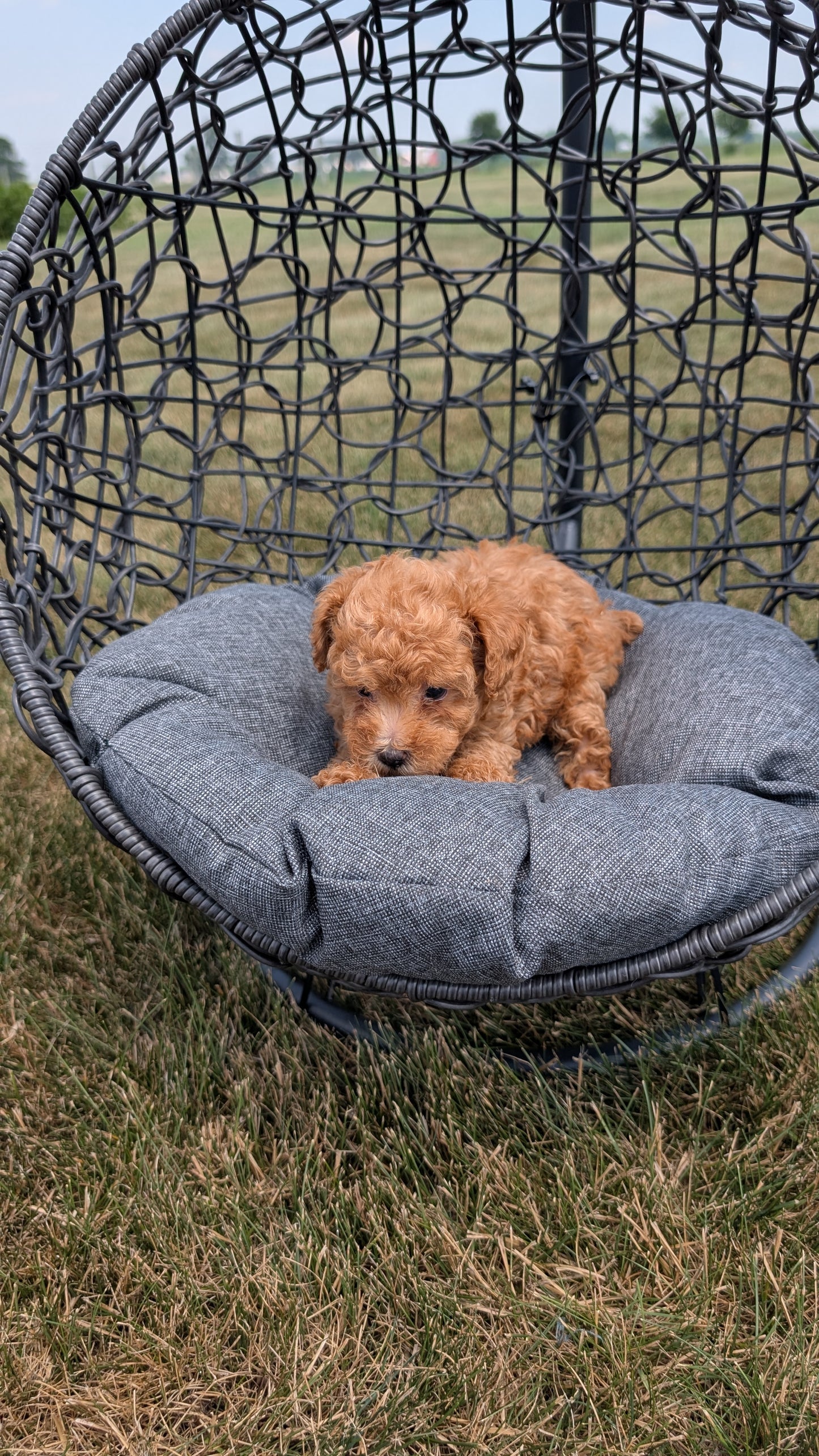 TOY POODLE (05/31) FEMALE