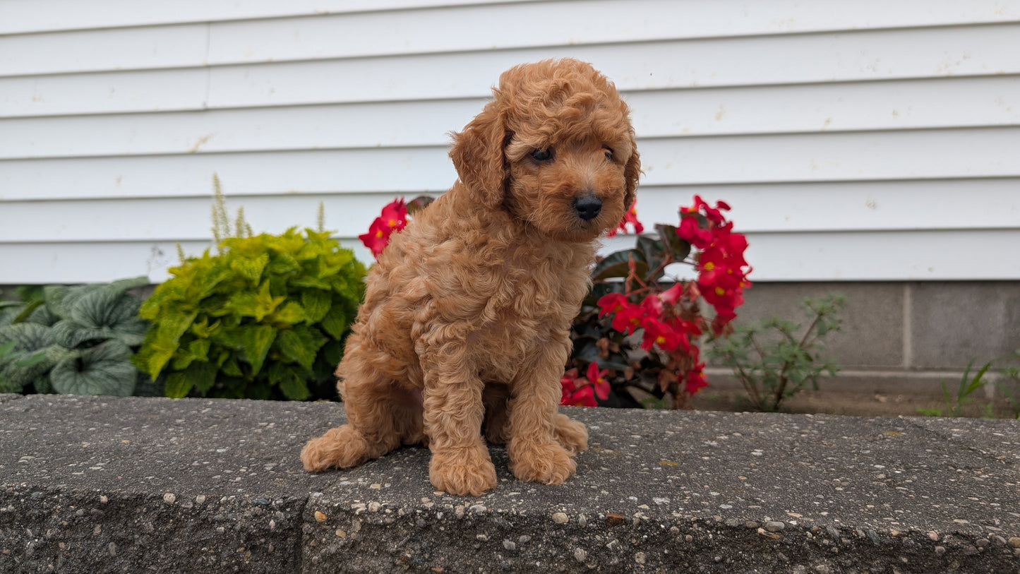 TOY POODLE (07/04) MALE