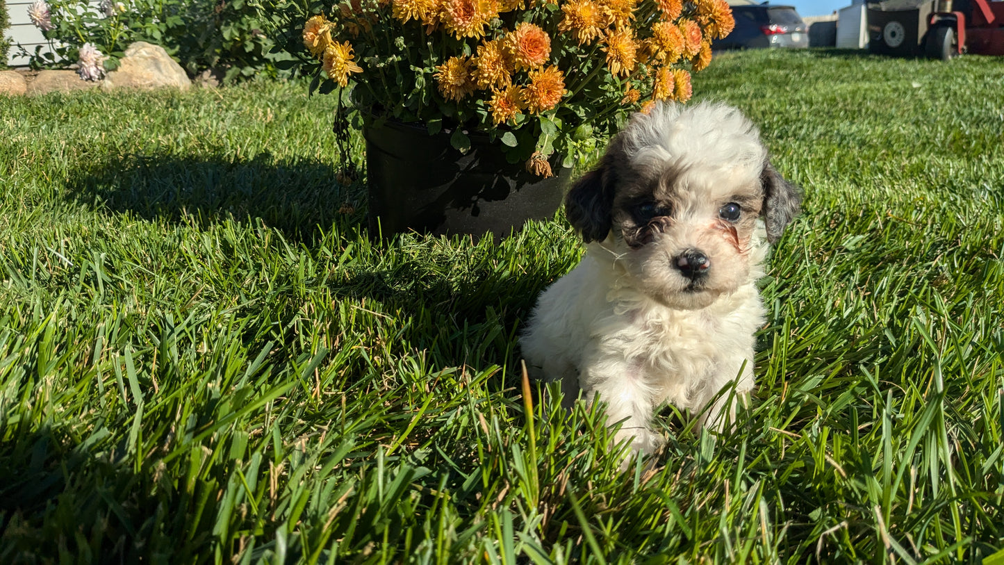 TOY POODLE (08/24) MALE