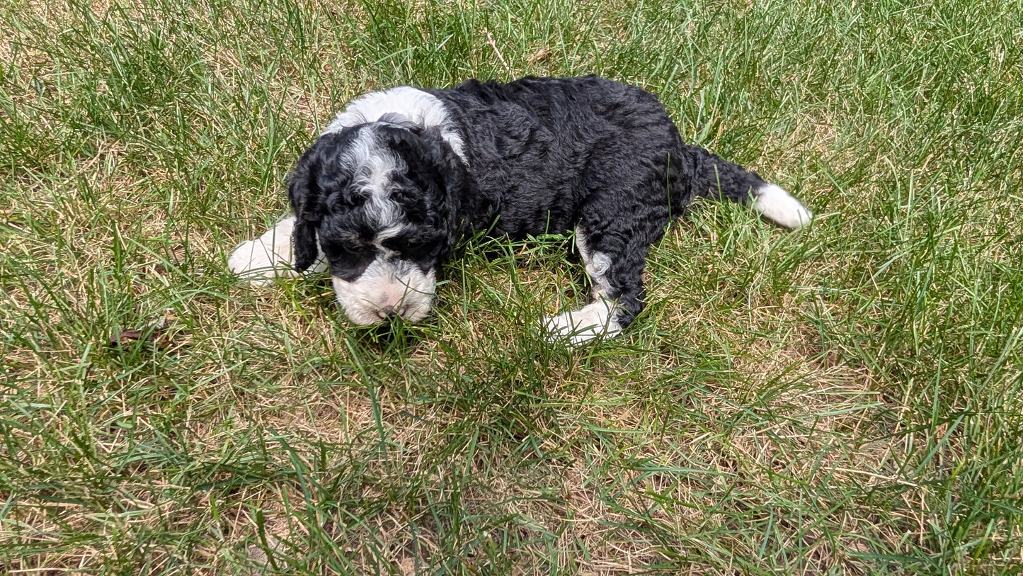 MINI BERNEDOODLE (06/11) FEMALE
