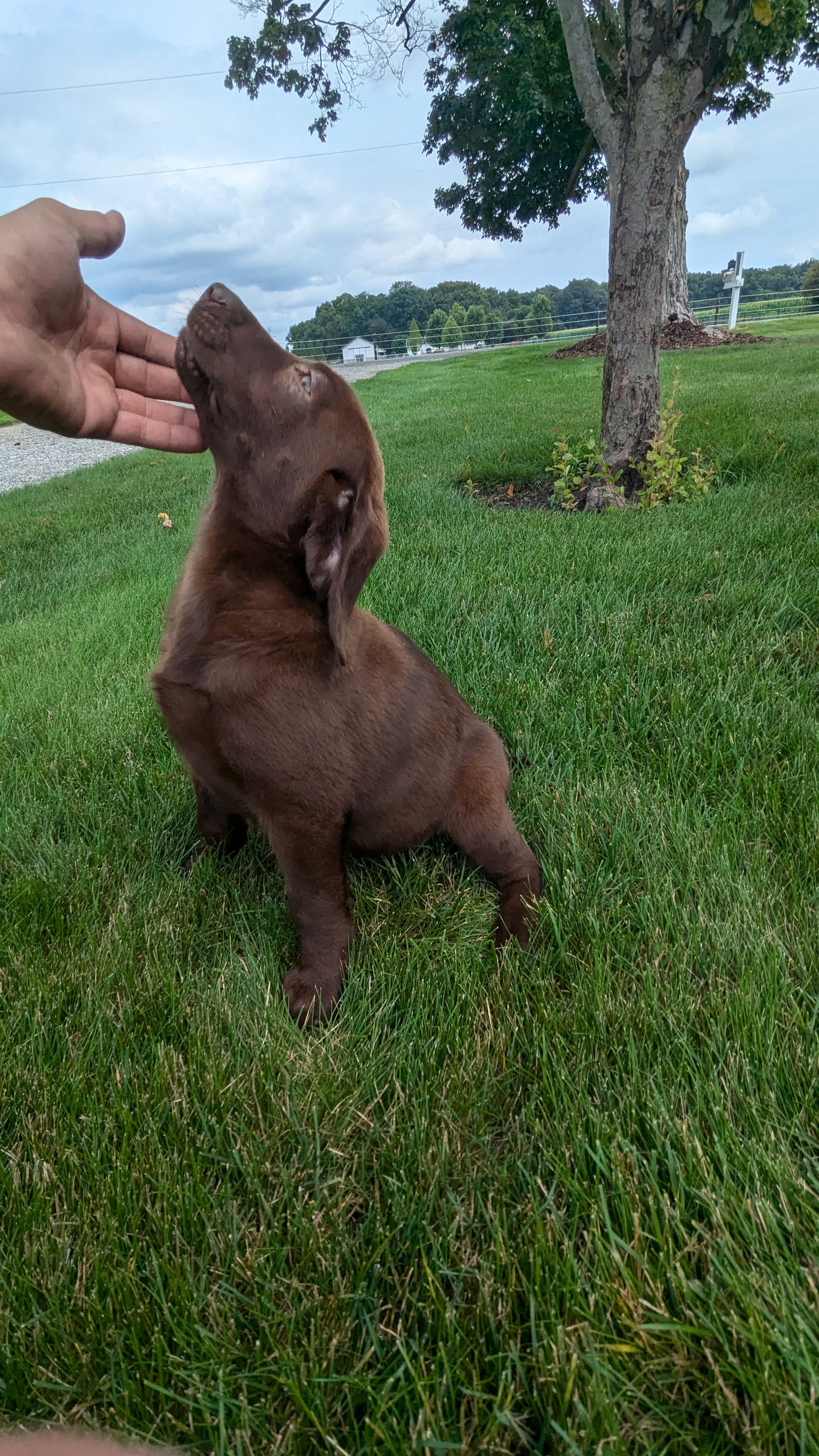 CHOCOLATE LAB (05/04) FEMALE