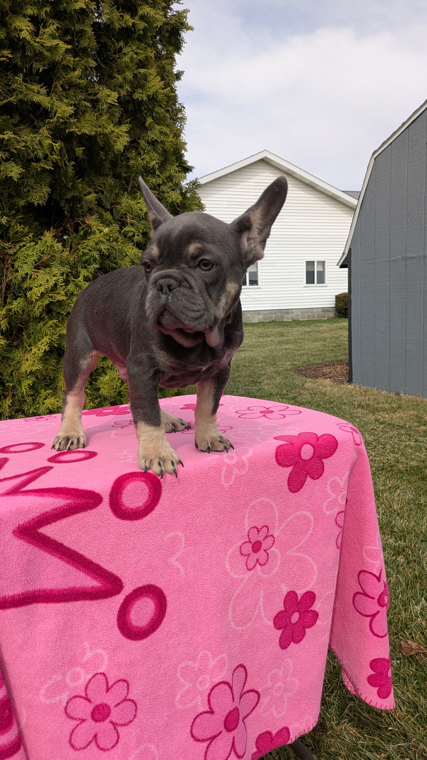 FRENCH BULLDOG (12/21) MALE