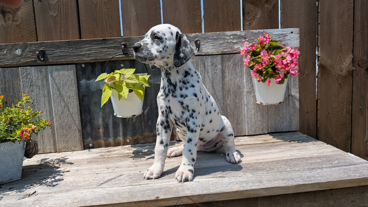 DALMATIAN (06/09) MALE