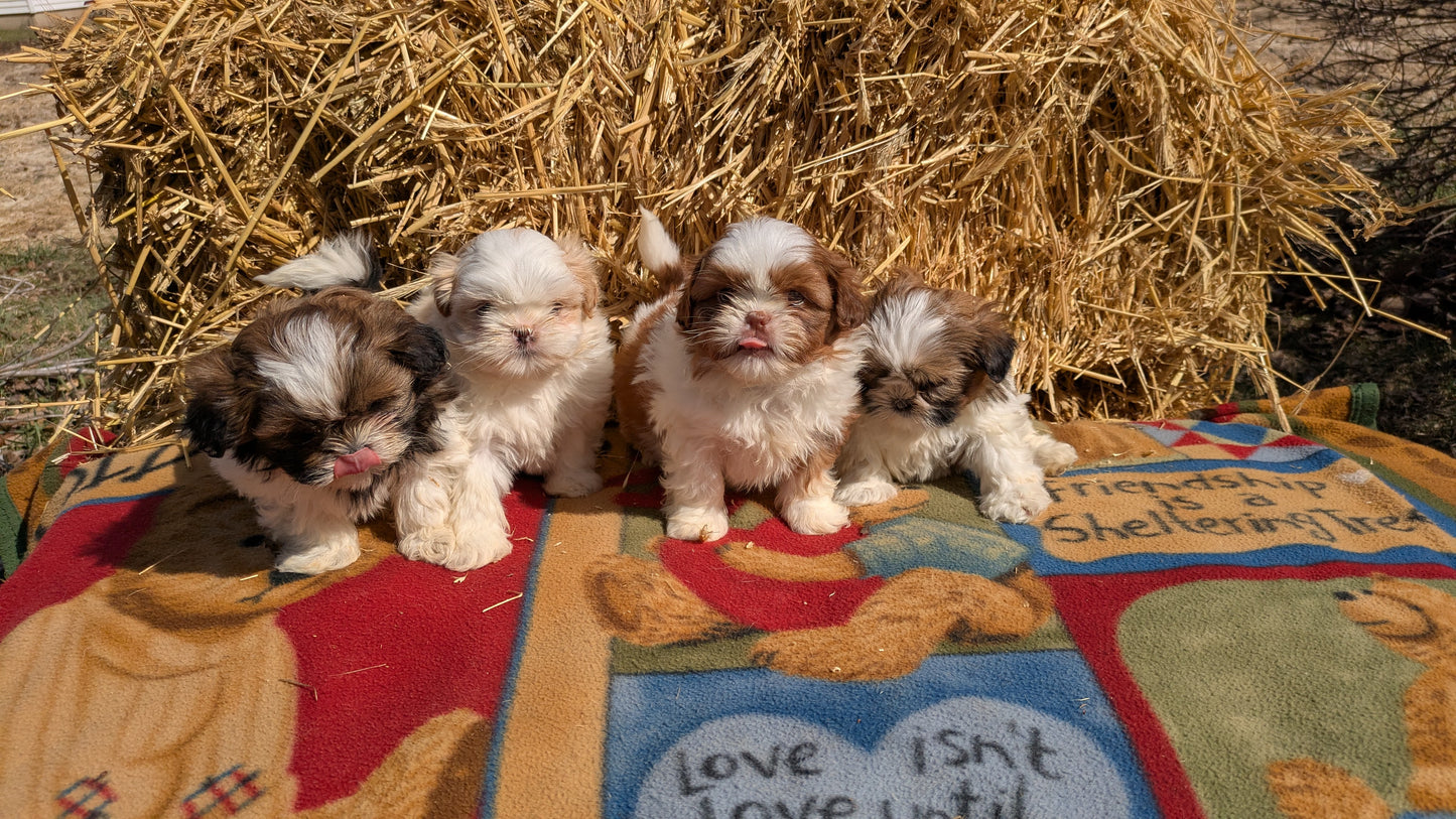 SHIH TZU (02/01) FEMALE