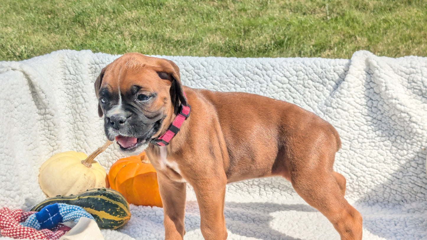 BOXER (08/27) FEMALE