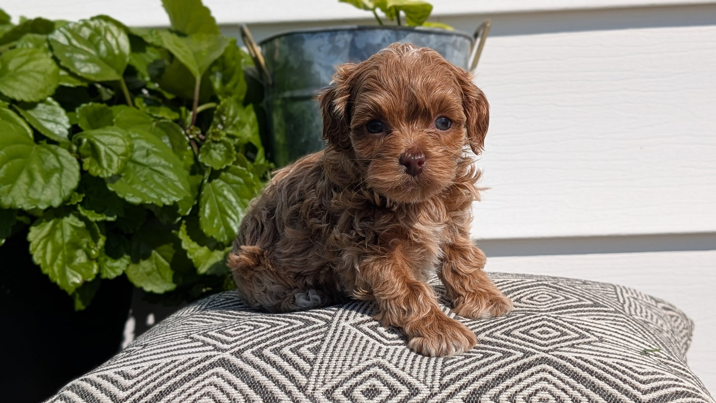 COCKAPOO (08/03) FEMALE