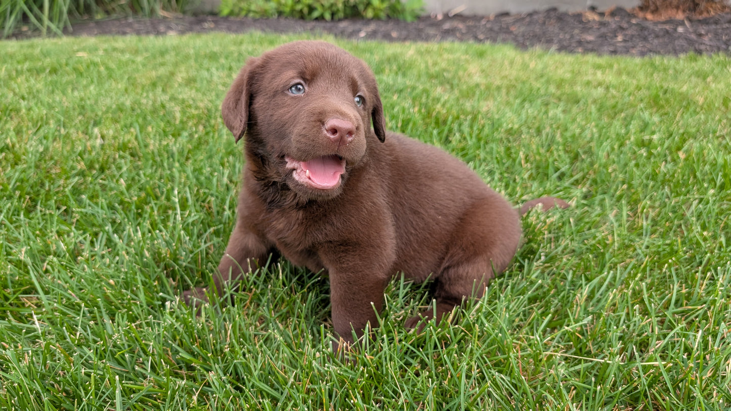 LABRADOR RETRIEVER (05/21) MALE