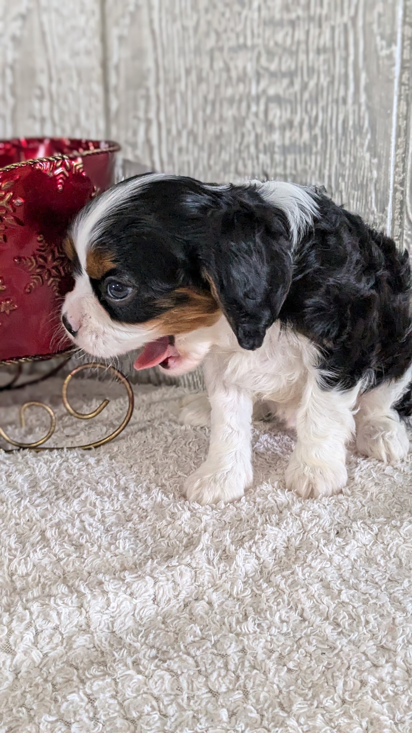 CAVALIER (09/12) MALE