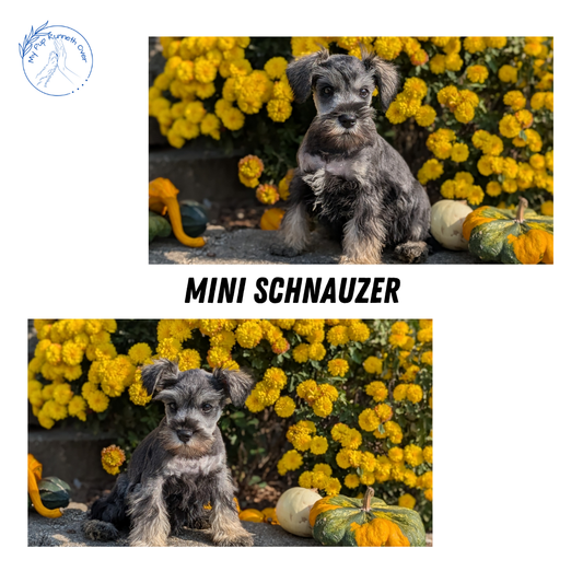 MINI SCHNAUZER (08/21) MALE