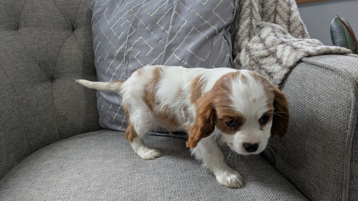 CAVALIER (12/26) MALE