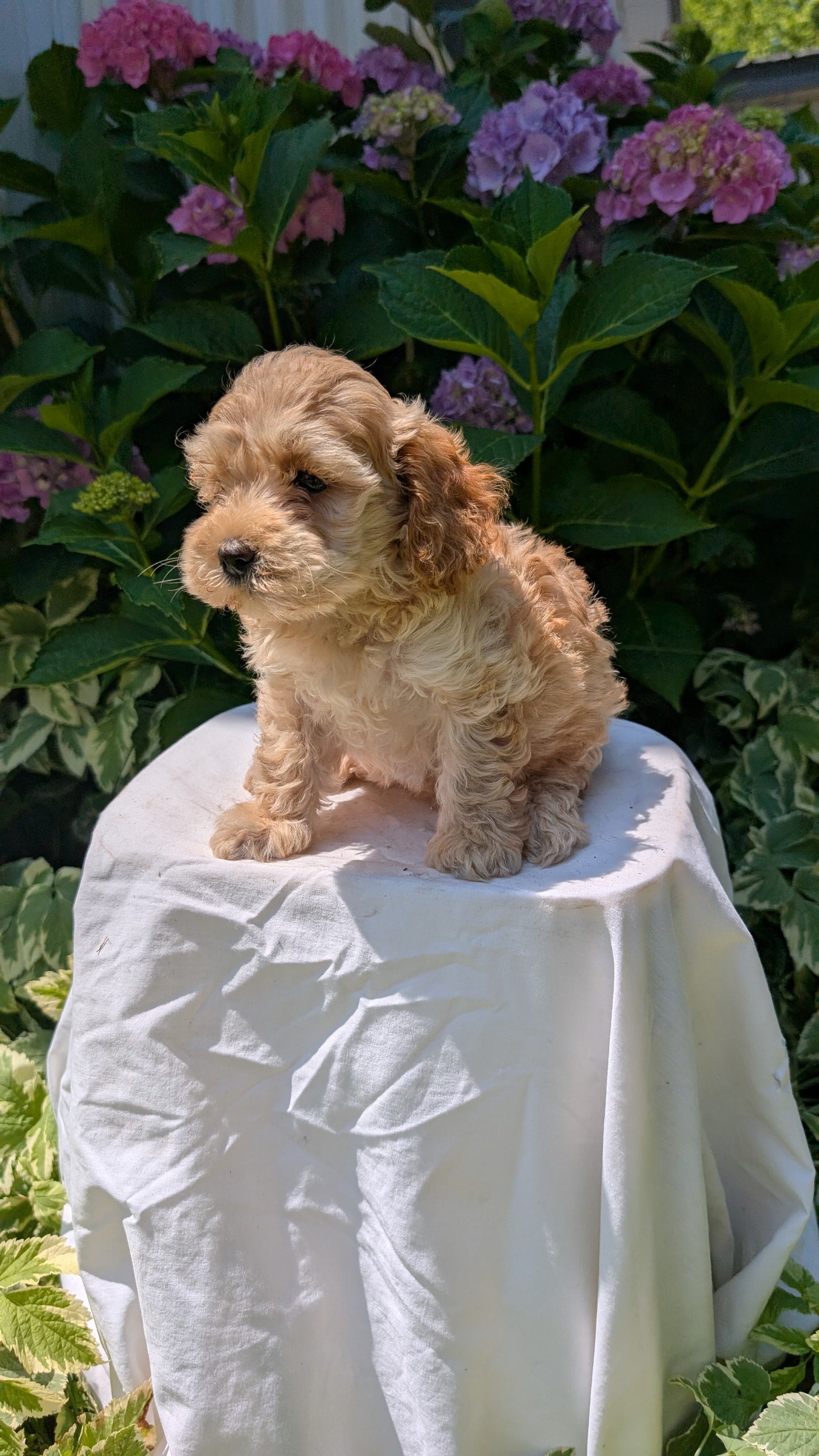 CAVAPOO (05/23) FEMALE
