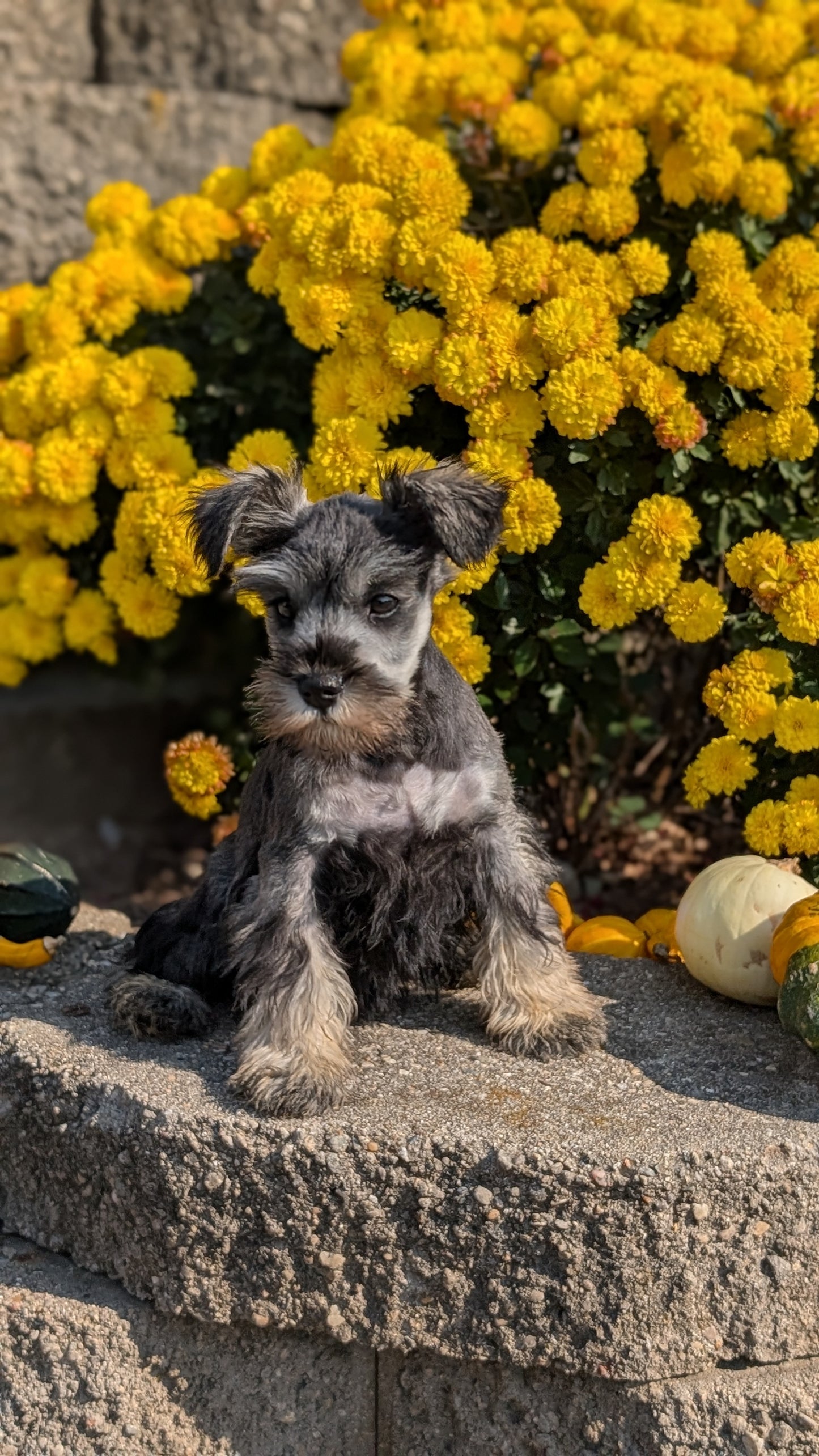 MINI SCHNAUZER (08/21) FEMALE