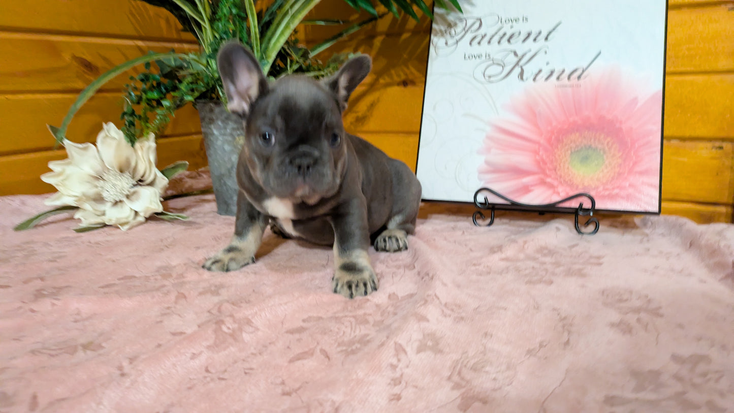 FRENCH BULLDOG (12/22) FEMALE
