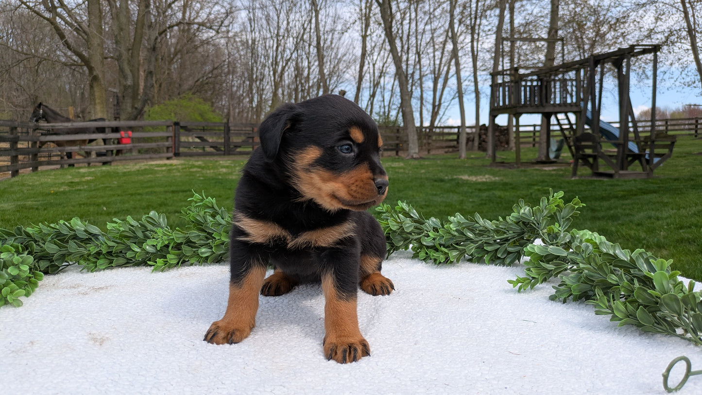 ROTTWEILER (03/18) FEMALE