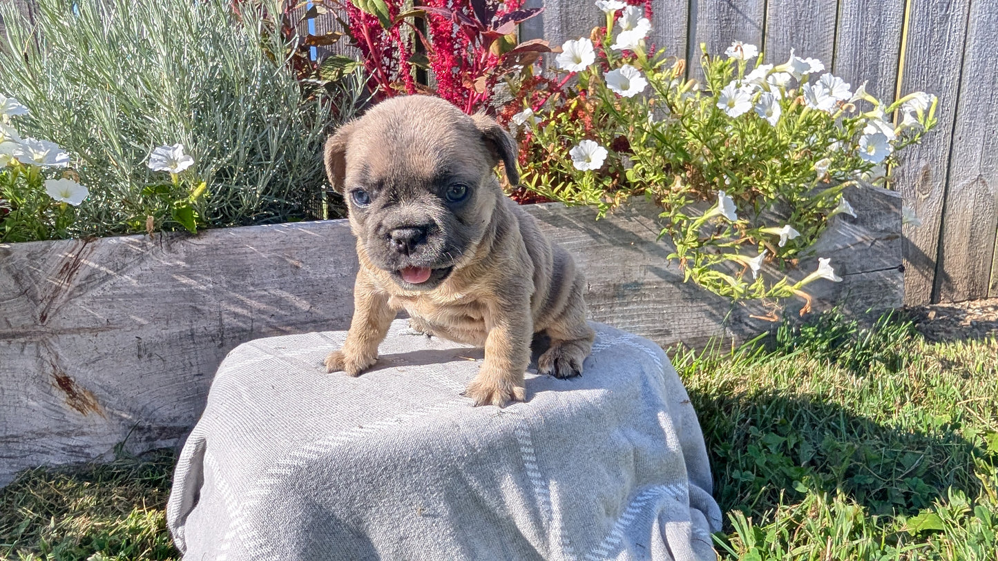 FRENCH BULLDOG (07/03) FEMALE