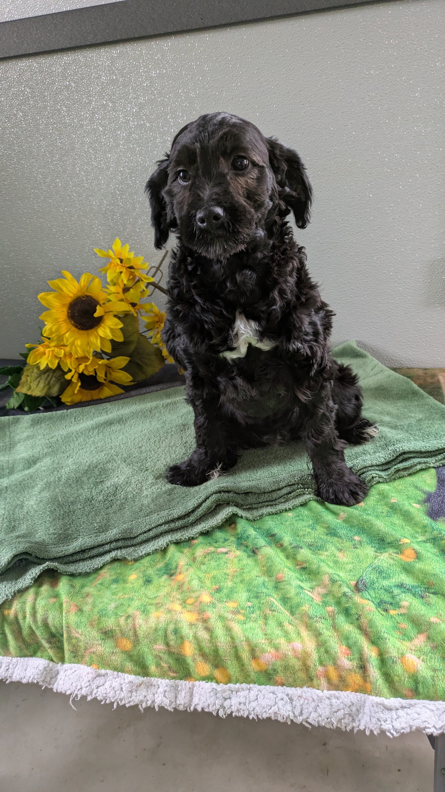 MINI LABRADOODLE (11/26) FEMALE