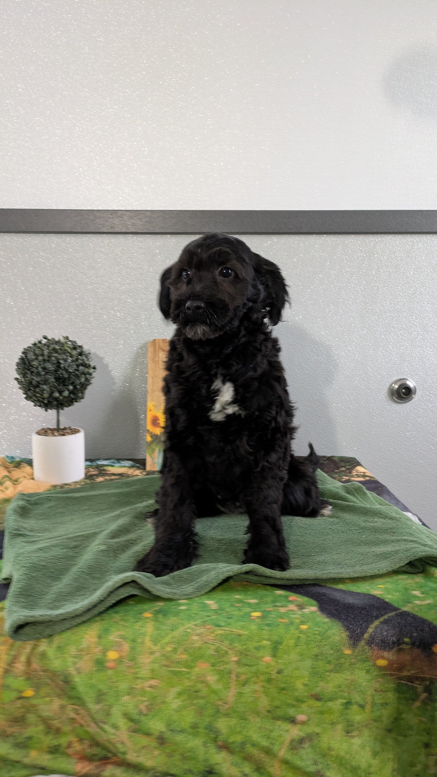 MINI LABRADOODLE (11/26) FEMALE