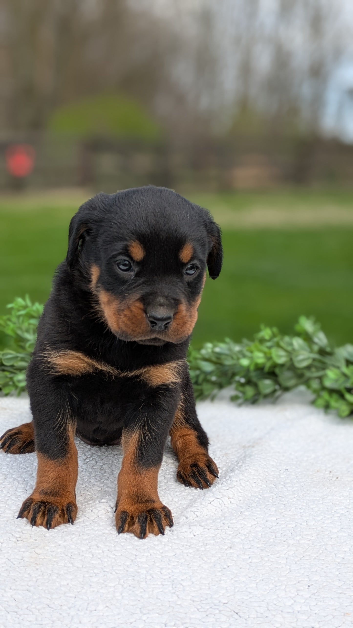 ROTTWEILER (03/18) FEMALE