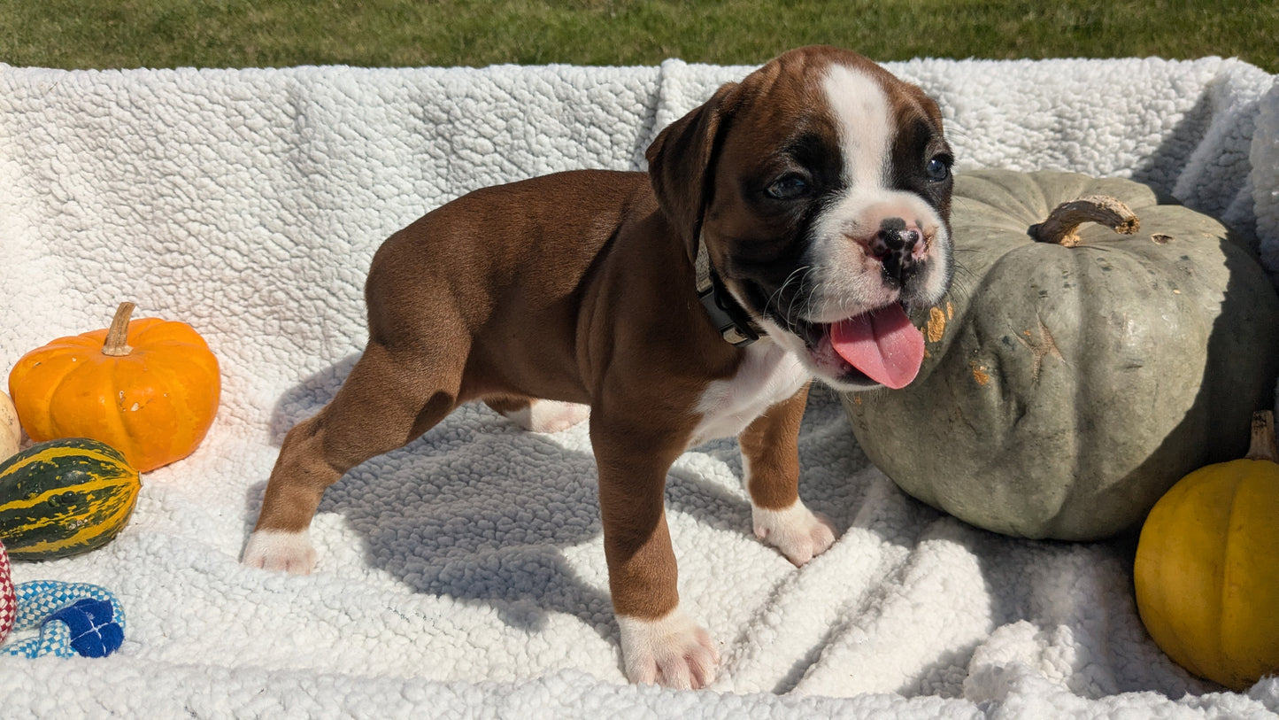 BOXER (08/27) FEMALE