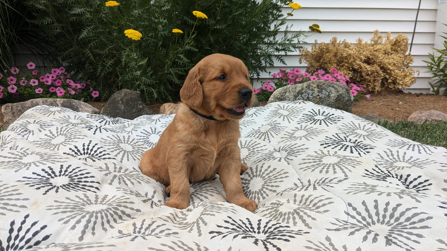 GOLDEN RETRIEVER (05/25) MALE