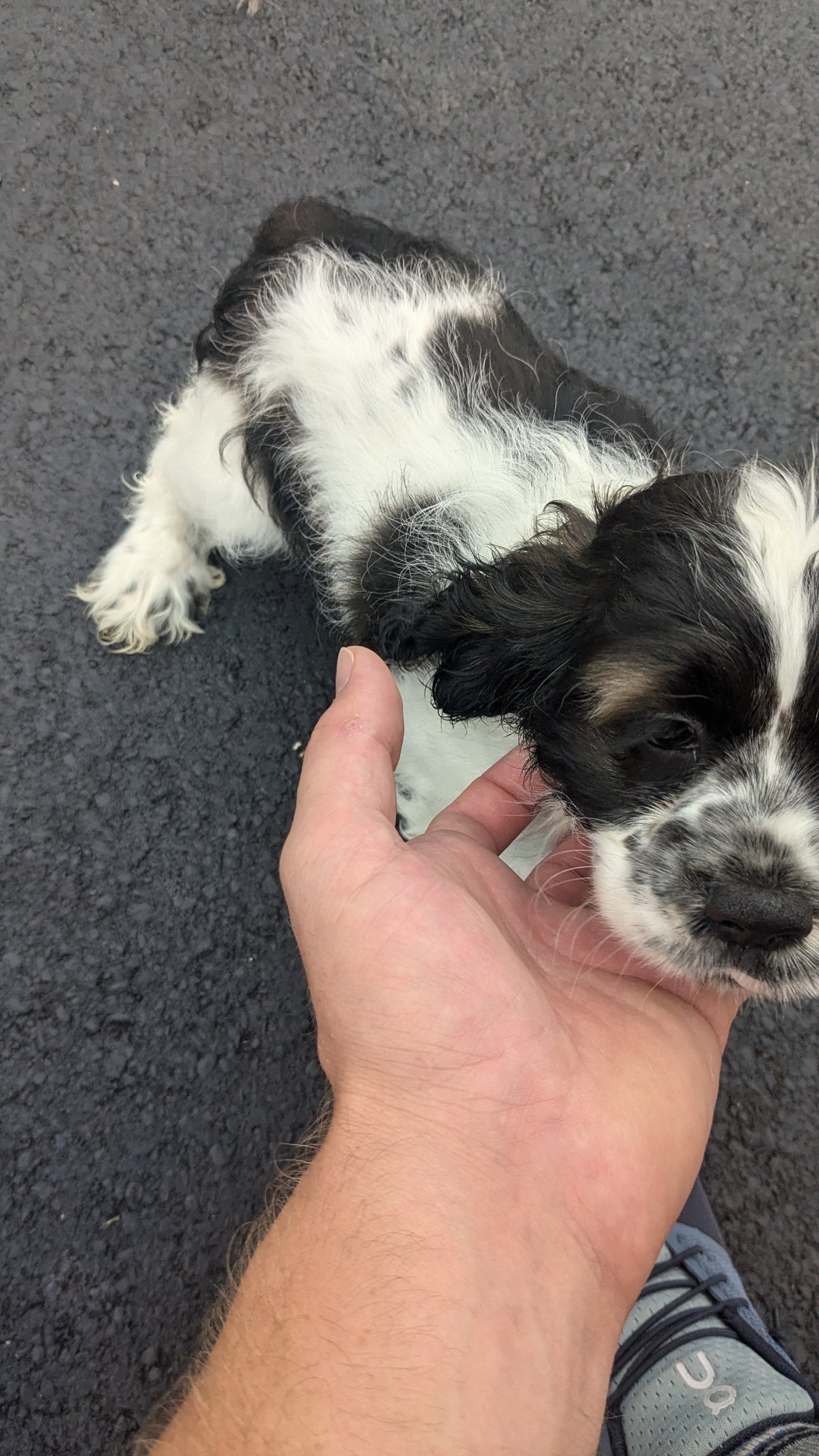 COCKER SPANIEL (05/01) FEMALE