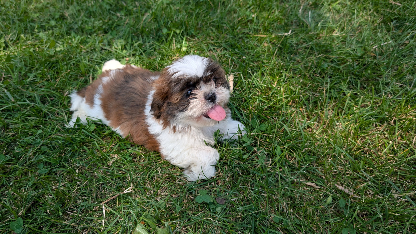 SHIH TZU (05/17) FEMALE