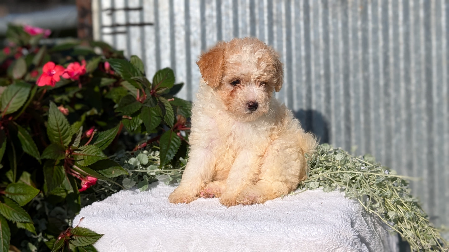 TOY POODLE (07/06) FEMALE