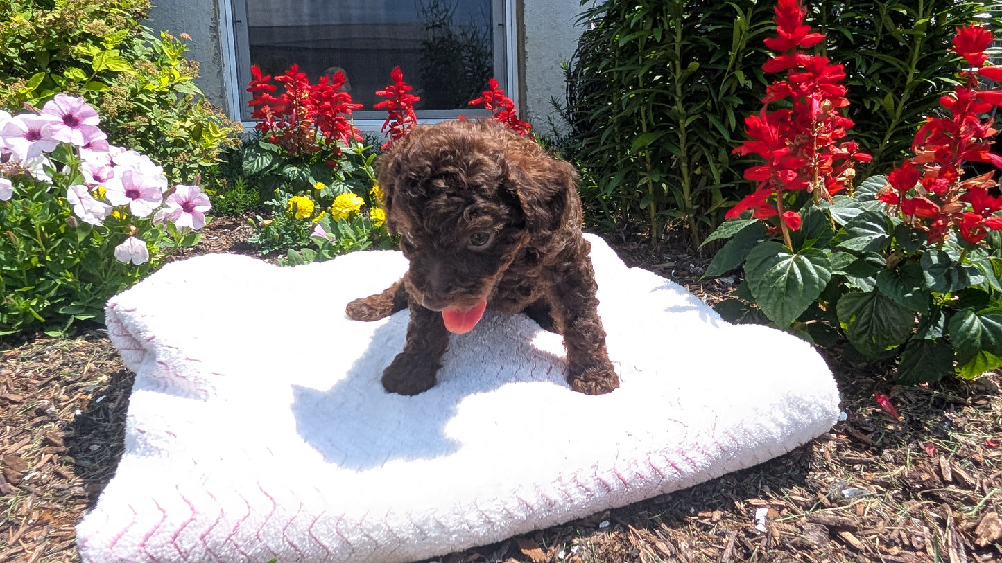 TOY POODLE (06/23) FEMALE
