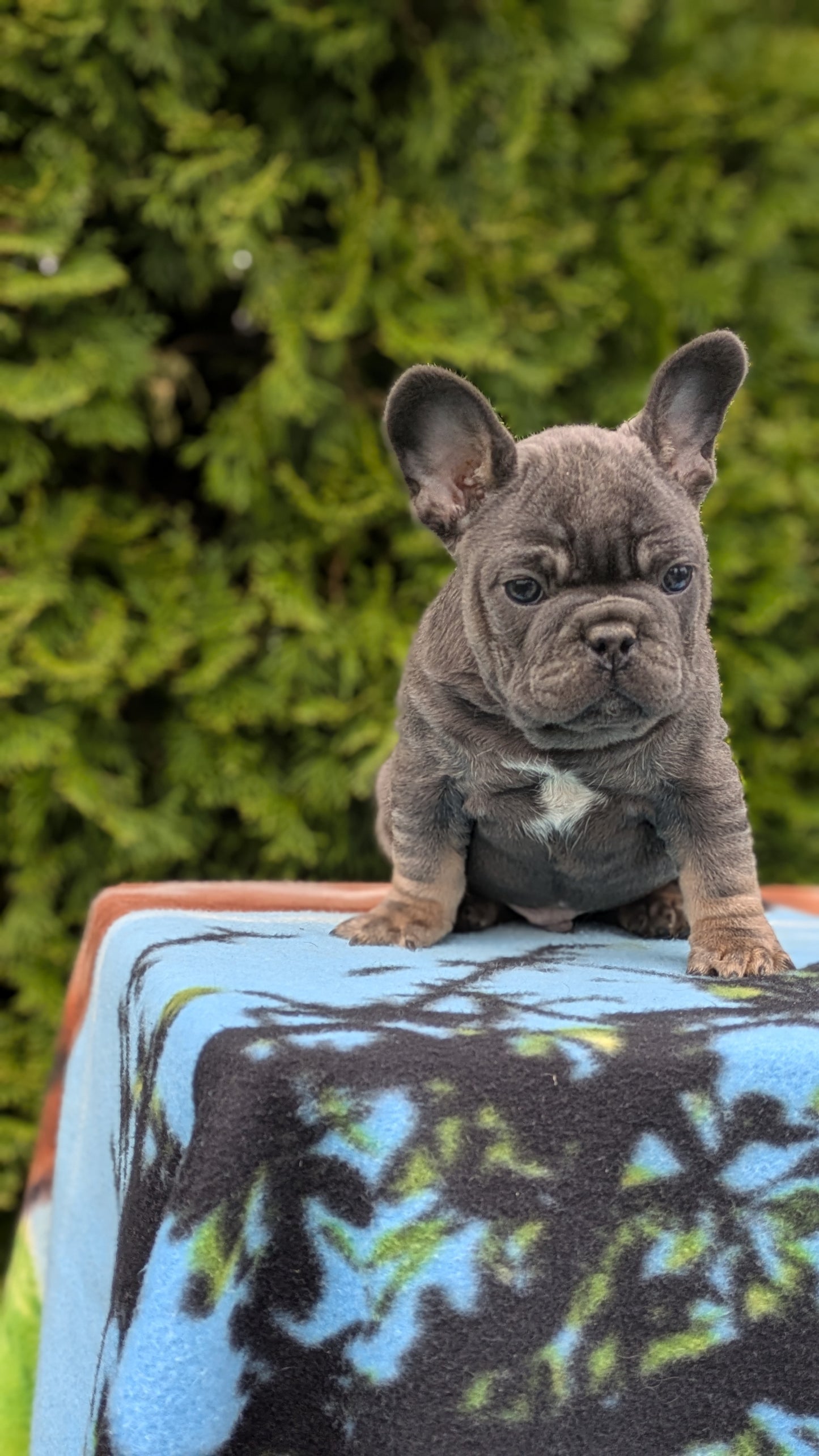 FRENCH BULLDOG (03/04) MALE