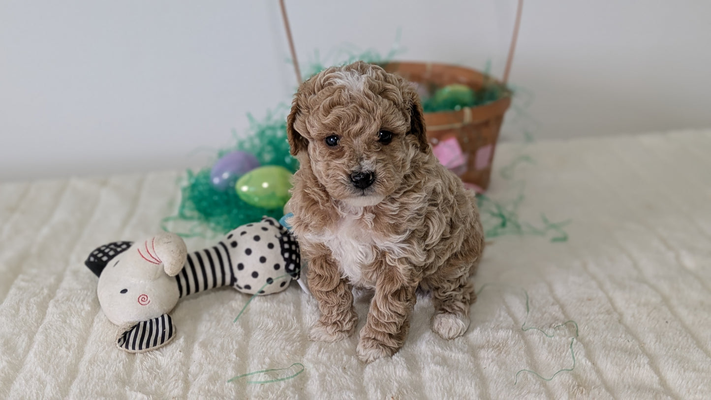 MINI POODLE (03/13) FEMALE