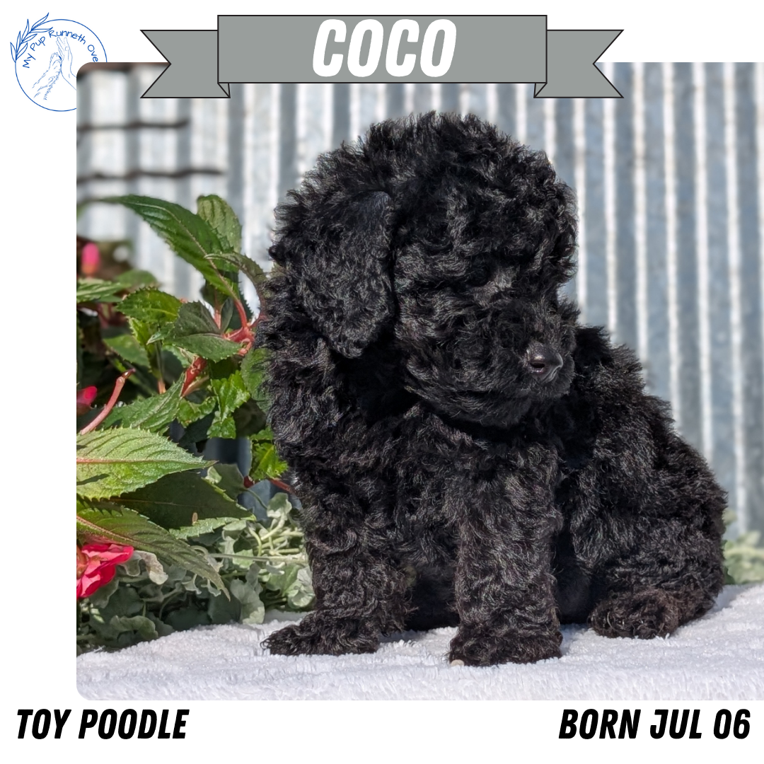 TOY POODLE (07/06) FEMALE
